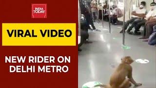 Viral Video | Monkey On A Joy Ride In Delhi Metro Leaves Netizens In Split | Watch