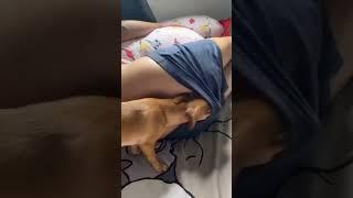 Dog licks man's butt!!! #shorts #funny #comedy #viral #entertainment #animals #dog #foryou