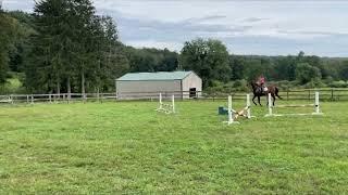 NV GRAD: MOUNT WEATHER - Adoptable Thoroughbred Gelding - New Vocations