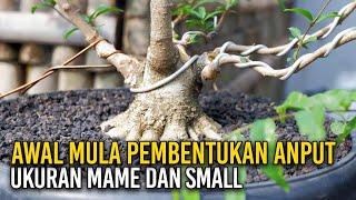 AWAL MULA PEMBENTUKAN BONSAI ANTING PUTRI UKURAN MAME DAN SMALL #bonsaitree #balakacida