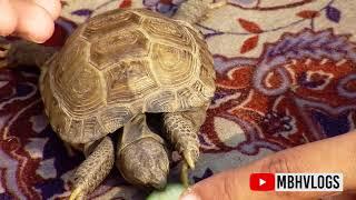 Mississippi Mud Turtle | My Bubble Turtle | MBH VLOGS |