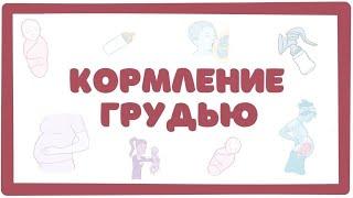 Кормление грудью - физиология (акушерство лекция)