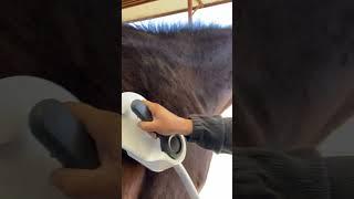 KINDA ICKY!  #horse #horseshorts #horsesofinstagram #horsevideos #shorts #shortsfeed #shortvideos