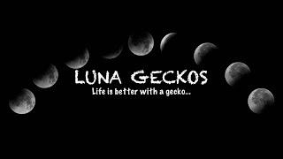 The Luna Geckos Channel