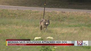 Woman's Dog Attacked By Wolf-Dog Hybrids | June 26, 2024 | News 19 at Noon