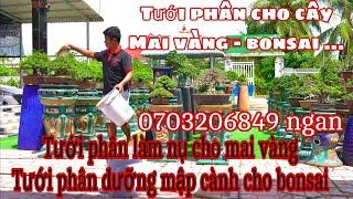 tưới phân cho mai vang , bonsai , làm nụ mai vàng | 0703206849 Ngân | uu tiên nt sms