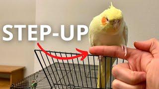 How To Teach Your Cockatiel To Step Up for Beginners (FAST)