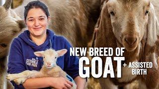 Adam Henson's Farm Diaries - Fridays with Fran -  Episode 11 - NEW Goat Breed PLUS an assisted birth