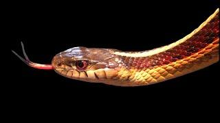 10 Reasons Garter Snakes Make Great Pets