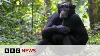 Chimpanzees ‘self-medicate’ with healing plants | BBC News