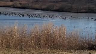Mallard ducks and Canadian geese ky
