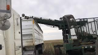 Southern Alberta sugar beet harvest