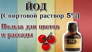 ЙОД (РАСТВОР СПИРТОВОЙ 5%).  ПОЛЬЗА ДЛЯ ЦВЕТОВ И РАССАДЫ