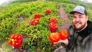 TOMATO HARVEST WHAT HAS HAPPENED