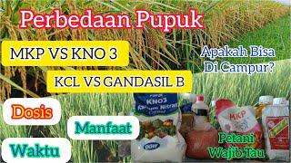 Perbedaan Dan Keunggulan Pupuk MKP,KNO3,KCL Dan Gandasil Buah.Dosis,Waktu Dan Manfaat Buat Tanaman.