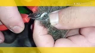 HOW TO CUT PET NAILS | PET CARE | MAY CUARE CAMACHO