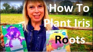 Tropical Gardens UK: How to Plant and Grow Iris Roots Correctly - Bearded Iris x germanica