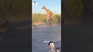 Lion Rides Giraffe to Bring it Down || #shorts