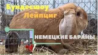 Немецкие бараны на выставке кроликов БУНДЕСШОУ Лейпциг