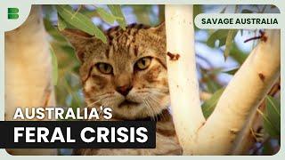 How Feral Cats Threaten Native Wildlife - Savage Australia - Documentary