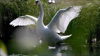 ЛЕТО. Озеро с Лебедями. Родник Природа Наполняющая Позитивной Энергией // Lake with Swans. RELAX