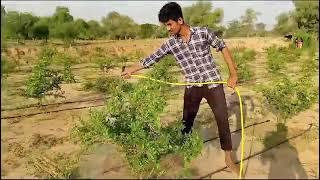 //अनार में स्प्रे करते हुए  my fram house anaar plants spray