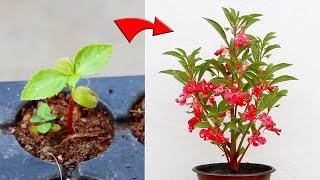 KNOW How To Grow BALSAM From Seed With All CARE Tips [A-Z Info]