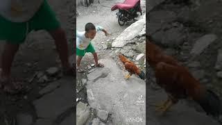 bocil berantem sama ayam