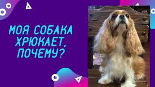 Почему моя собака хрюкает?