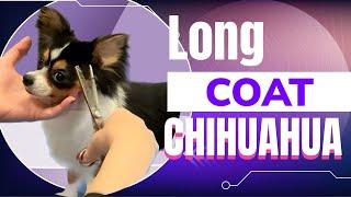 How to groom a LONG COAT CHIHUAHUA! This tutorial will give you tips for trimming a Chihuahua's coat