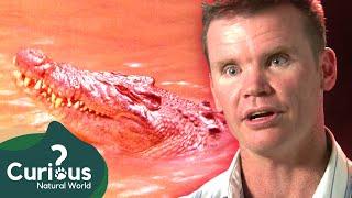 Australian Policeman Attacked By 12-Foot Saltwater Crocodile | Human Prey | Curious?: Natural World