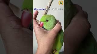 Trust🫶#shorts #parrot #viral