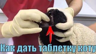 Как дать таблетку коту / кошке