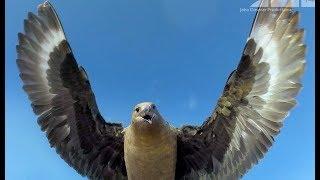 Bird Steals EggCam & Films Penguins From The Air