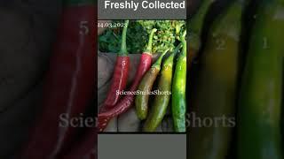 S52, Chilli Ripening - Land to Lab exercise | #youtubeshorts