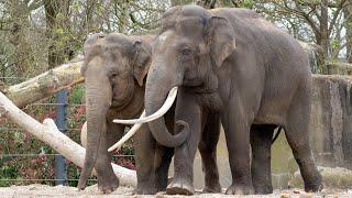 Elephant bull introduced to herd at ARTIS Zoo