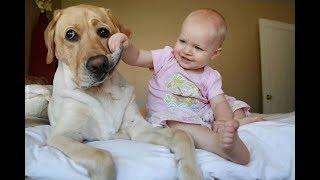 Собаки и дети, лучшие друзья | Часть 3 | Dogs and Baby, the best video