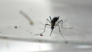 Scientists aim to stop spread of dengue with lab-grown mosquitoes