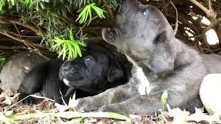 Cane Corso puppies