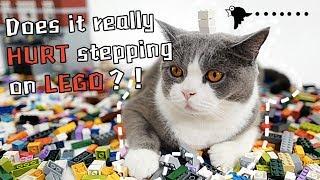 Kitty cats hunt for treasure in LEGO