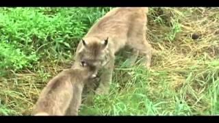 Lynx and Cougar up Close