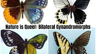 Nature is Queer: Bilateral Gynandromorphs