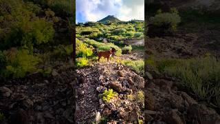 De paseo con mis bebitos #dog #doglover #life #lifestyle  #paradise #relaxing #relax