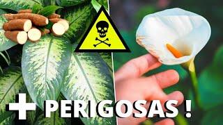 7 Plantas Tóxicas Mais PERIGOSAS e VENENOSAS Que Você Deve Tomar CUIDADO