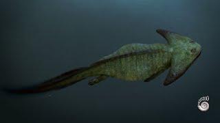 Diplocaulus magnicornis - Late Carboniferous amphibian