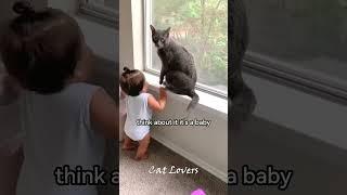 Playful Cats  #cat #funnycats #pets #funnypets #shorts #viralshorts