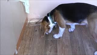 Как я кормлю бигля (How do I feed a beagle)