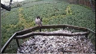 Dolina Baryczy peregrines 17-08-2021 Borek and deers down