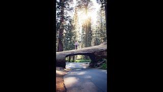 Tunnel Log - Sequoia National Park