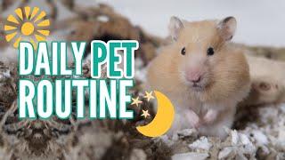 My DAILY Pet Routine 2019